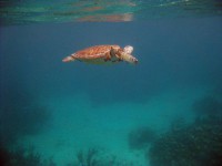 /album/fotogaleria-inicio/fer-akumal-720x540-jpg/